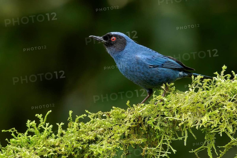 Masked Flowerpiercer (Diglossopis cyanea) perched on a branch in the Andes Mountains of Colombia