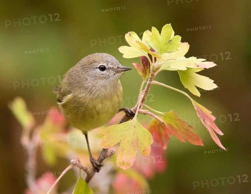 Orange-crowned Warbler, Oreothlypis celata, perched on a blackcurrant bush, in the Autumn in Saskatoon, Saskatchewan, Canada