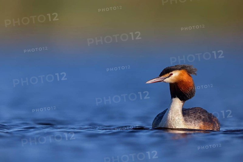 Great Crested Grebe, (Podiceps Scalloped ribbonfish), an animal, floating on the lake, water body, biotope, Europe, Spain, Hides de El Taray / Floating Hid, Villafranca de los Caballeros, Castilla La Mancha / Toledo, Spain