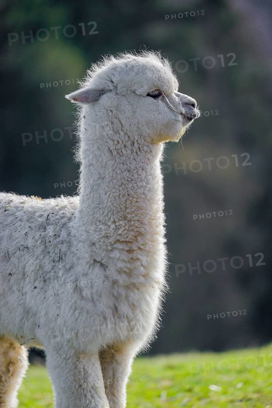 One young white Alpaca (Vicugna pacos) stands on a green meadow . A forest is in the distant background