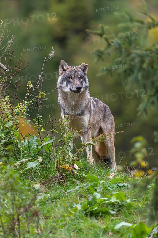 One eurasian gray wolf (Canis lupus lupus) standing in green vegetation. Some fall colours in the background