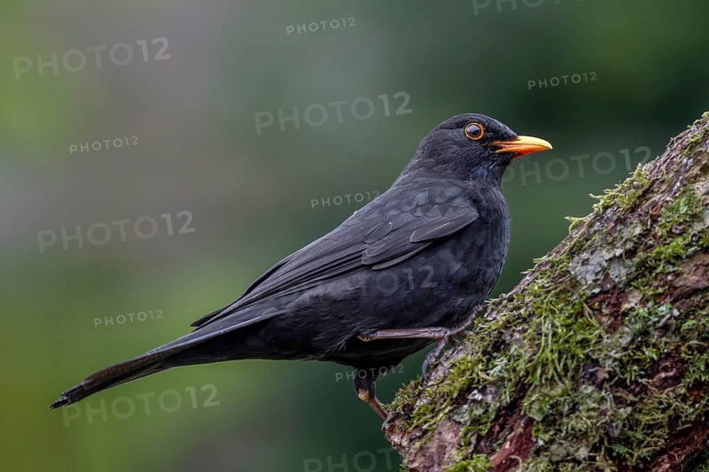 The male blackbird (Turdus merula) is completely black, only the eyes have a yellow eye ring and an orange-yellow beak, April, Germany