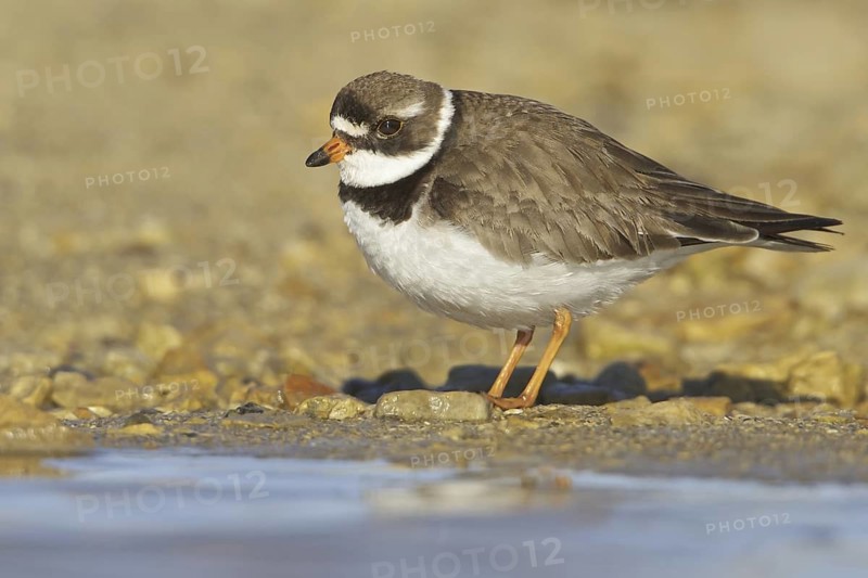 Semipalmated Plover (Charadrius semipalmatus), Manitoba, Canada