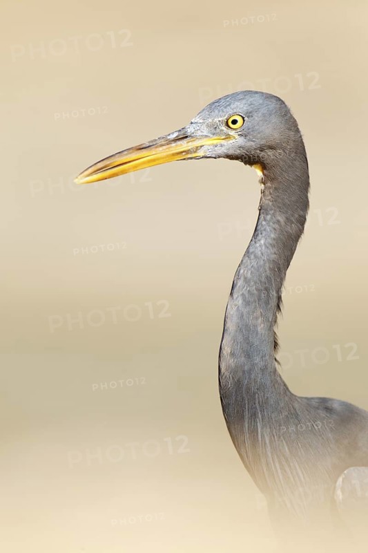 Pacific Reef Heron (Egretta sacra), Queensland, Australia