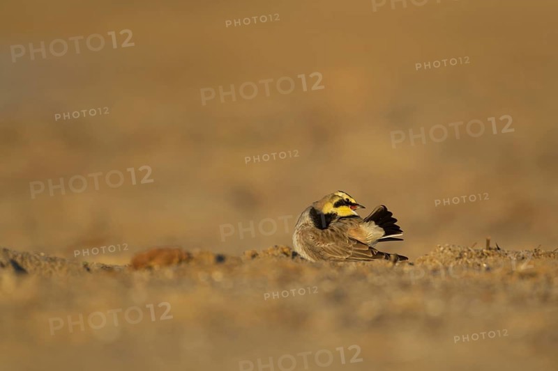 Shore lark or Horned lark (Eremophila alpestris) adult bird preening on a beach, Suffolk, England, United Kingdom