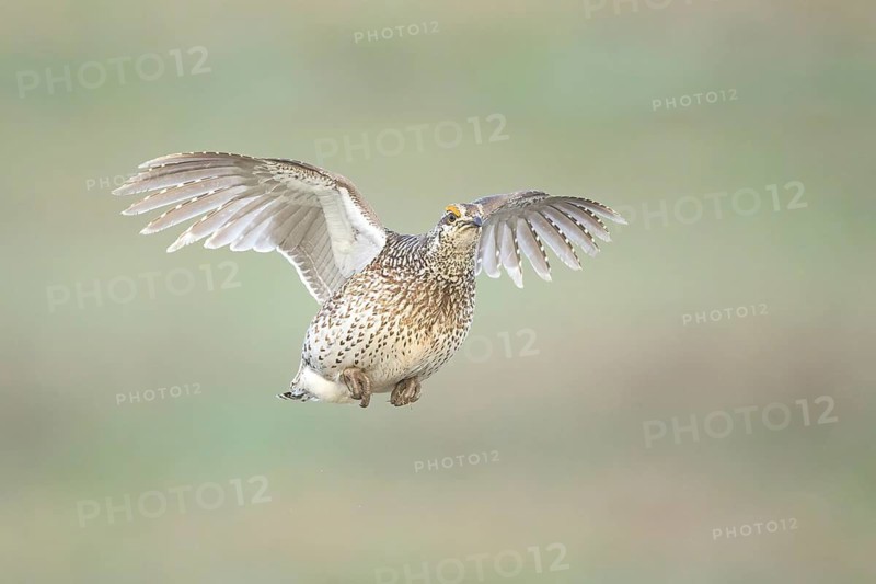 Sharp-tailed Grouse (Tympanuchus phasianellus) flying, Colorado, USA