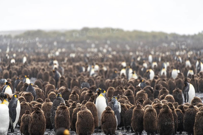 King penguins (Aptenodytes patagonicus), breeding colony with numerous brown chicks and adults, Salisbury Plain, South Georgia