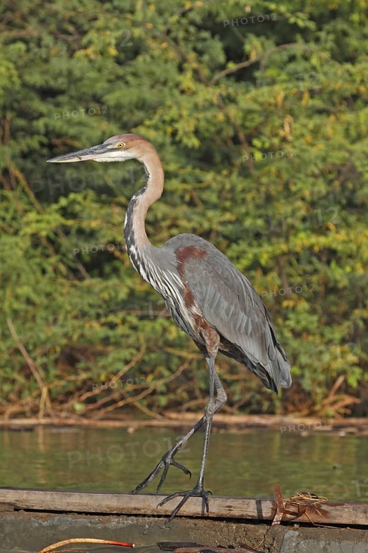 Goliath Heron (Ardea goliath), Lake Naivasha, Kenya