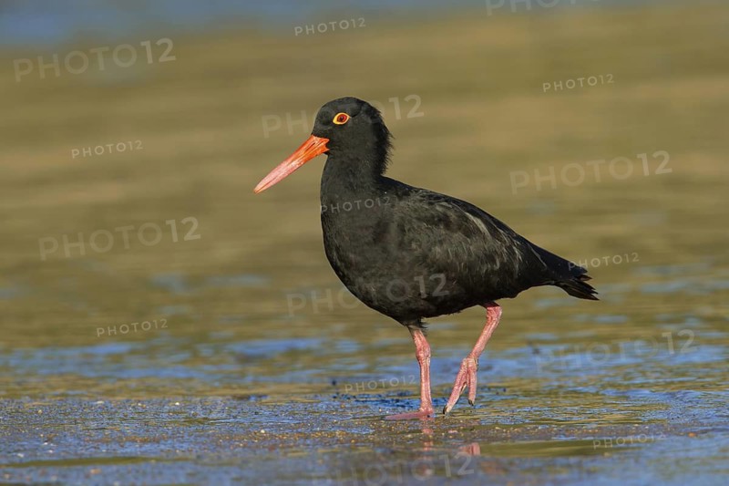 Sooty Oystercatcher (Haematopus fuliginosus), Queensland, Australia