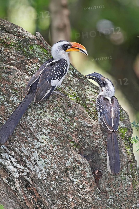 Von der Decken's Hornbill (Tockus deckeni) pair, Lake Baringo, Kenya
