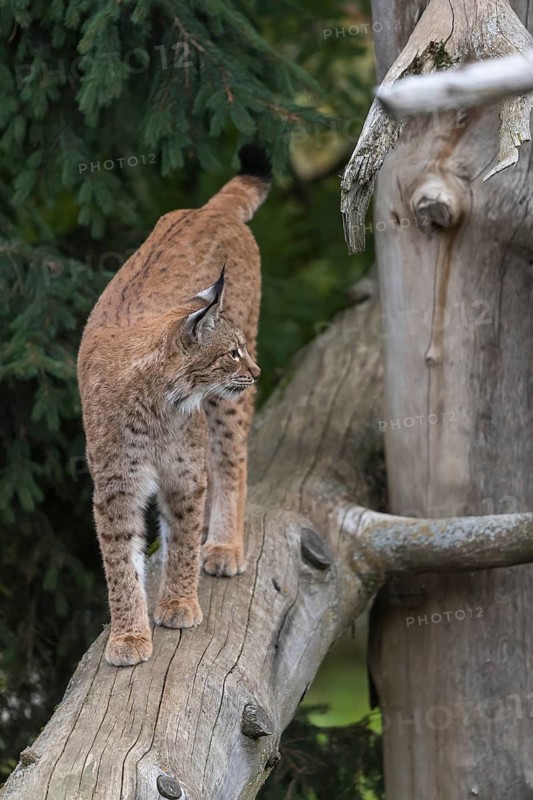One Eurasian lynx, (Lynx lynx), walking down a fallen tree. Frontal view with green vegetation in the background