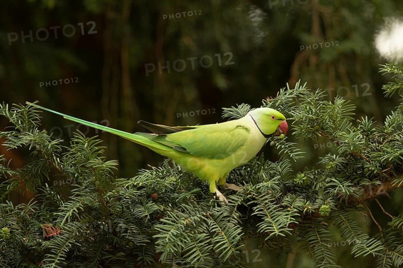 Rose-ringed Parakeet (Psittacula krameri) male feeding on European yew (Taxus baccata) seeds, Hesse, Germany