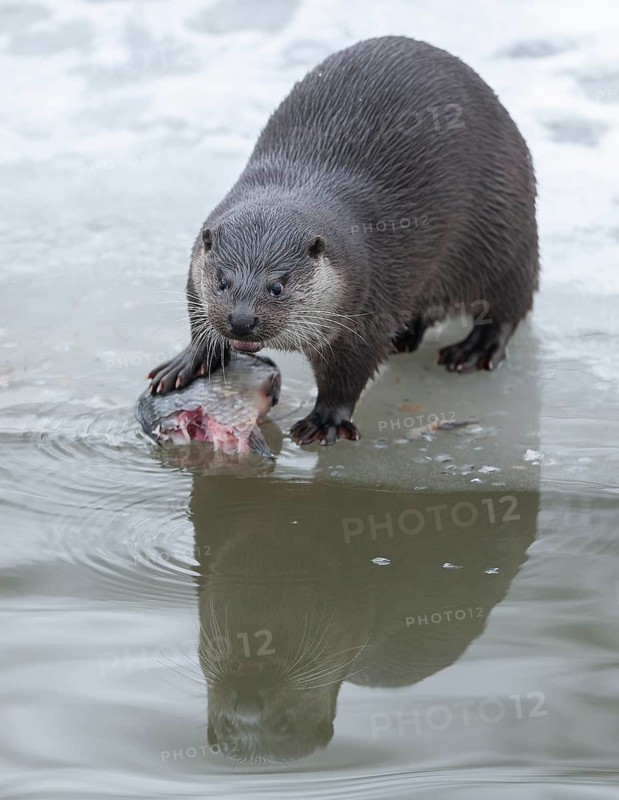 Otter (Lutra lutra) with prey fish at a partly frozen pond, snow, Germany