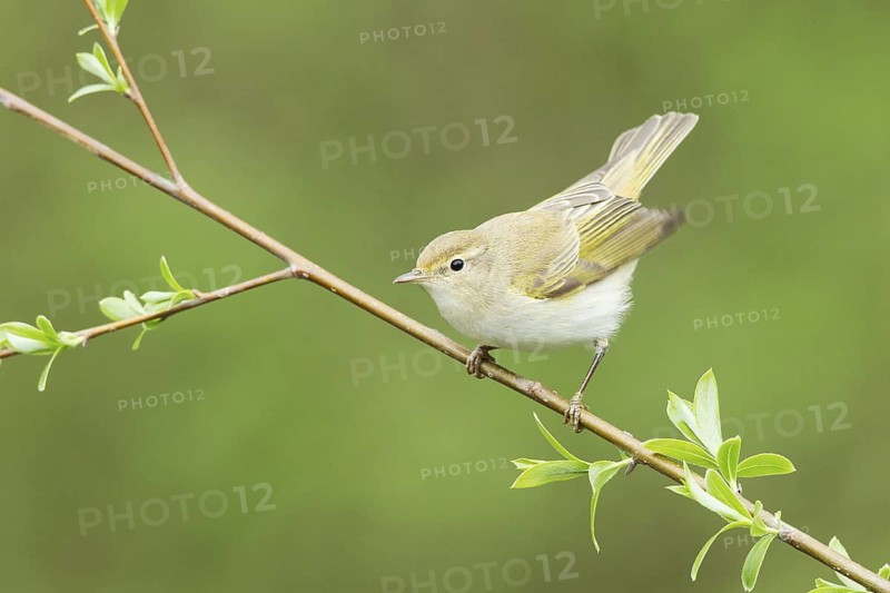 Western Bonelli's Warbler (Phylloscopus bonelli), Liechtenstein