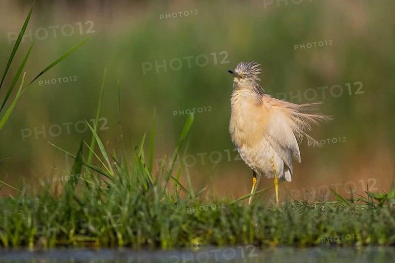 Squacco Heron (Ardeola ralloides), Pusztaszer, Hungary
