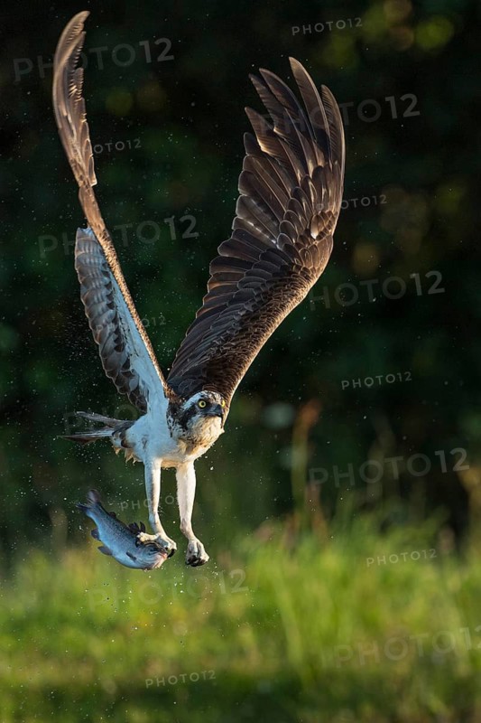 Western osprey (Pandion haliaetus) hunting with a trout, Aviemore, Scotland, Great Britain