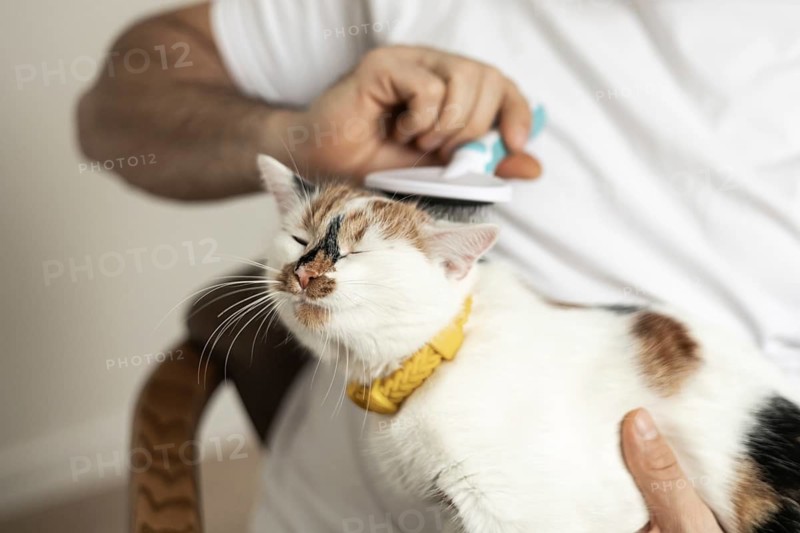 A content cat with a yellow collar enjoys being gently combed by its owner. The cozy scene highlights the importance of pet care and bonding through grooming