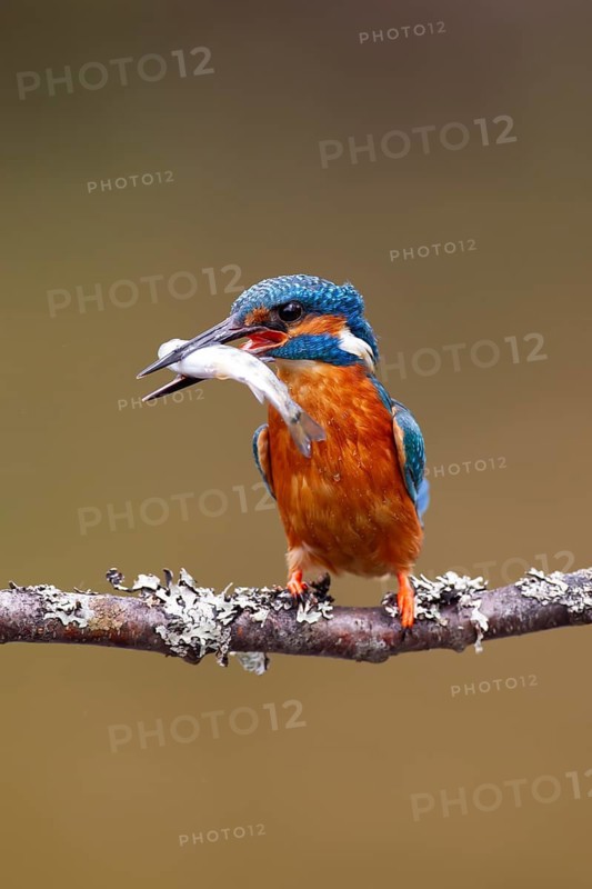 Common kingfisher (Alcedo atthis) adult male bird on a tree branch with a fish in its beak, England, United Kingdom