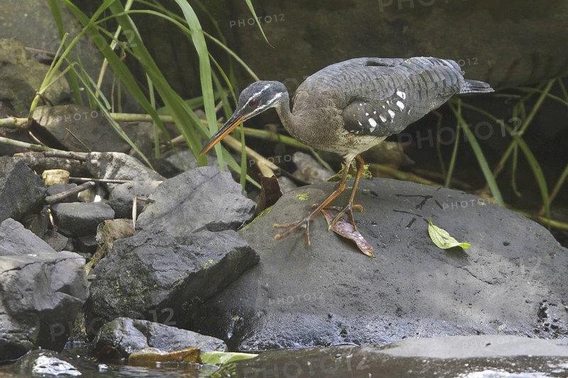 Sunbittern (Eurypyga helias), Costa Rica
