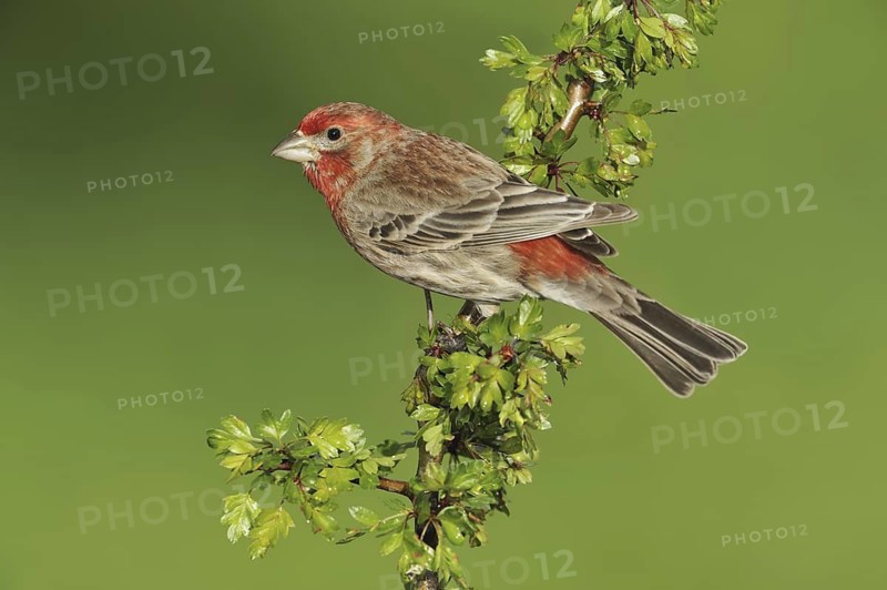 House Finch (Haemorhous mexicanus)