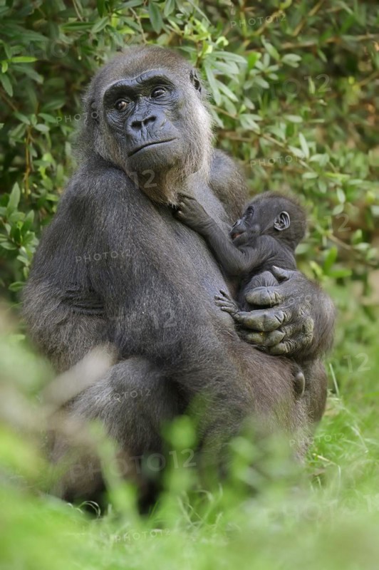 Western lowland gorilla (Gorilla gorilla gorilla), female with young, captive, occurring in Africa