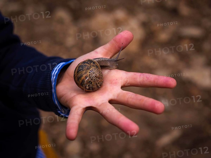 A large snail rests on an open hand, surrounded by the earthy tones of a Mallorca vineyard. The rich textures of the snail's shell complement the rustic backdrop
