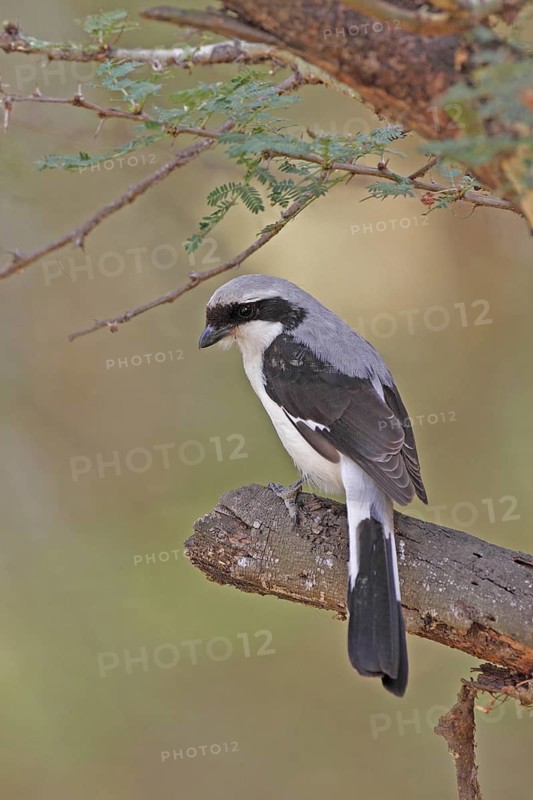 Grey-backed Fiscal (Lanius excubitoroides), Lake Naivasha, Kenya