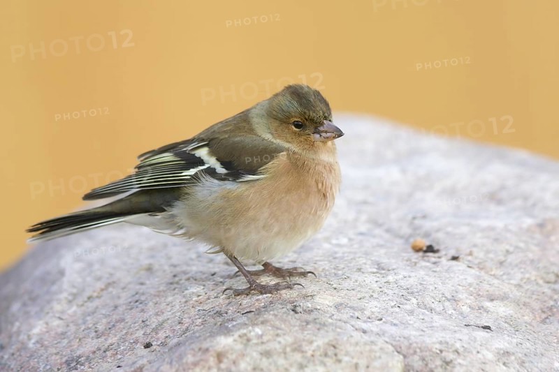 Chaffinch - Buchfink - Fringilla coelebs ssp. coelebs, Germany, adult female