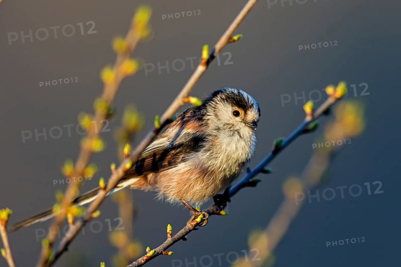 Long-tailed Tit, (Aegithalos caudatus), songbird, animals, birds, family of tits, Nahe valley, Rhineland-Palatinate, Federal Republic of Germany