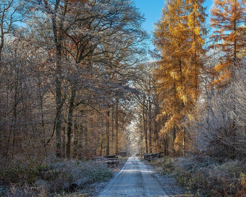 Forest trail through mixed forest with hoarfrost in winter, near Luther city Eisleben, Saxony-Anhalt, Germany