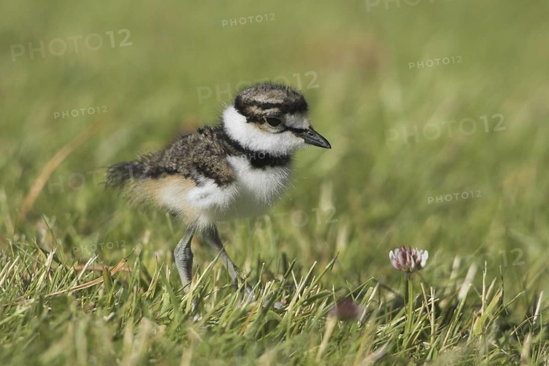 Killdeer (Charadrius vociferus) juvenile, British Columbia, Canada