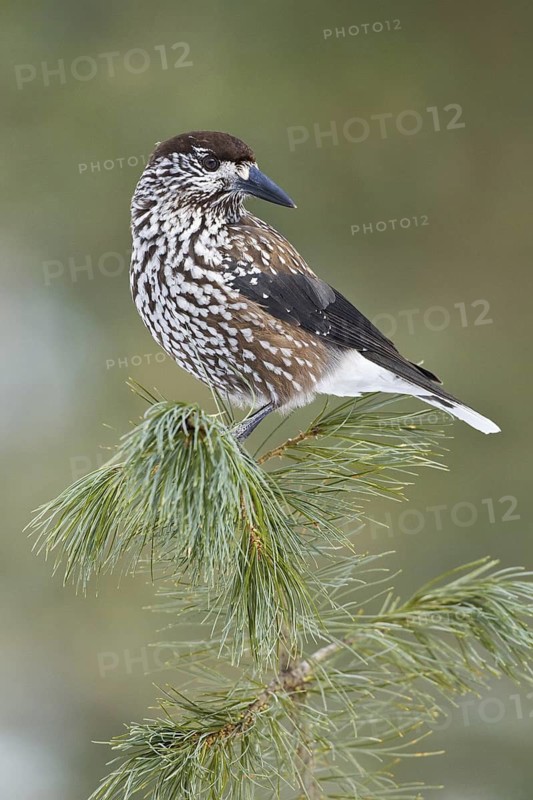 Spotted Nutcracker (Nucifraga caryocatactes), Switzerland