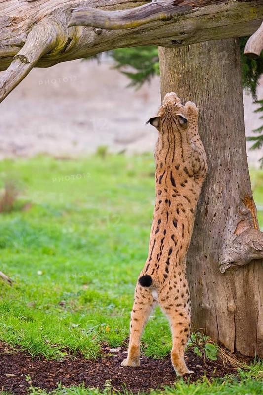 A Eurasian lynx (Lynx lynx) sharpens his claws on a dead tree