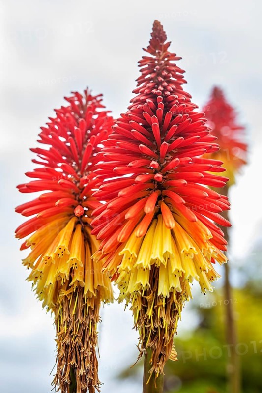 Crested torch lily (Kniphofia uvaria (L.) Oken), Akaroa, Canterbury, New Zealand