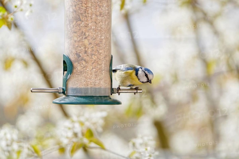 Blue tit (Cyanistes caeruleus) eating seeds from a feeder. seasonal bird feeding. Bad Salzschlirf, Hessen, Germany