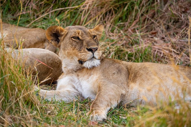 Lioness (Panthera leo) lying in the grass, Xakanaxa, Moremi Game Reserve, Botswana
