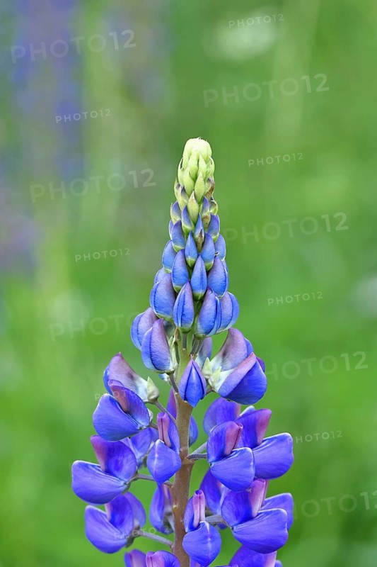Large-leaved lupin, also known as perennial lupin (Lupinus polyphyllus), blue flower on a wild meadow, Wilnsdorf, North Rhine-Westphalia, Germany