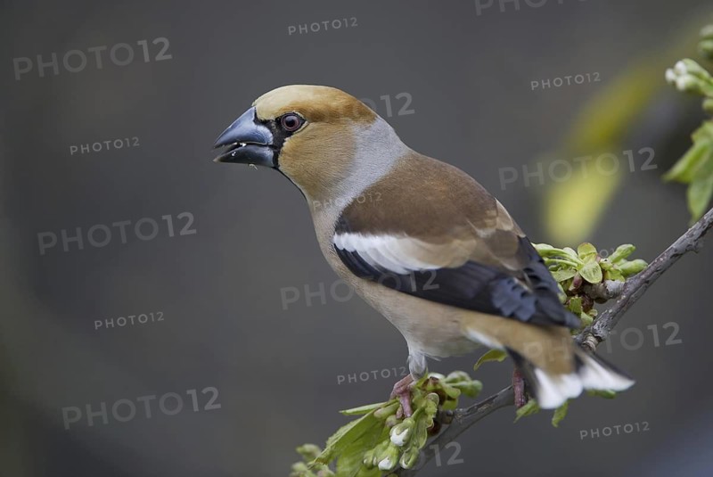Hawfinch (Coccothraustes coccothraustes) male, Saxony, Germany