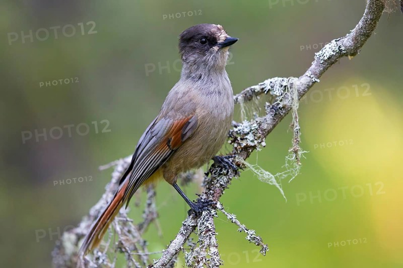 Siberian Jay, (Perisoreus infaustus), animals, birds, bird, perch, biotope, raven family, Virkkula, Ruvanaho, Finland