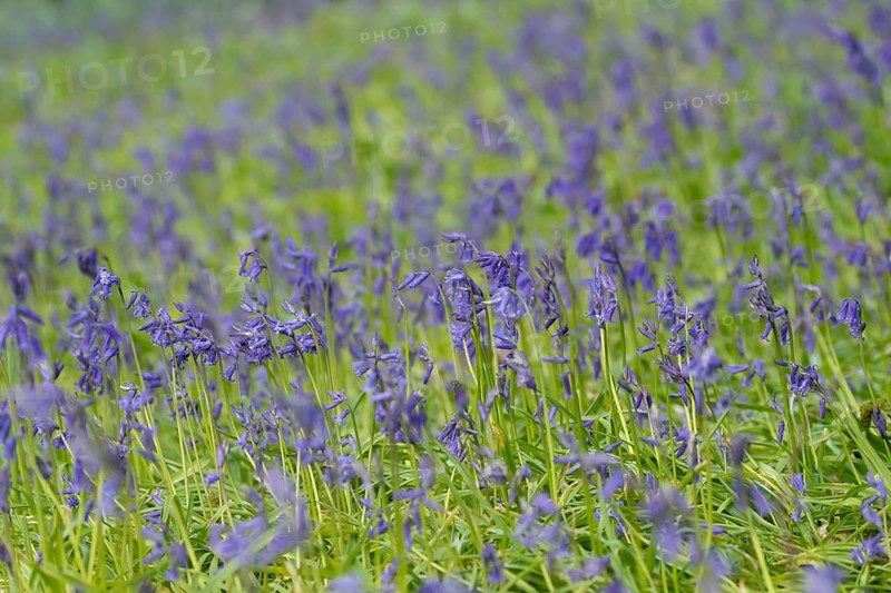 Common or English bluebell (Hyacinthoides non-scripta) carpet of blue wildflowers in a woodland in spring, England, United Kingdom