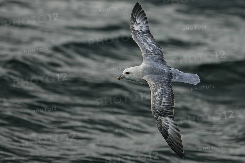 Northern Fulmar (Fulmarus glacialis) dark morph flying, North Sea, Germany