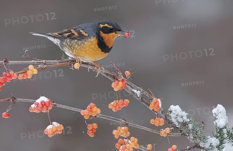 Varied Thrush (Ixoreus naevius) eating red berries, Alaska, USA