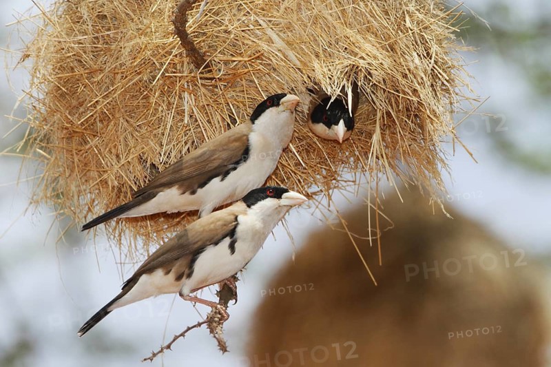 Black-capped social weaver, Pseudonigrita cabanisi