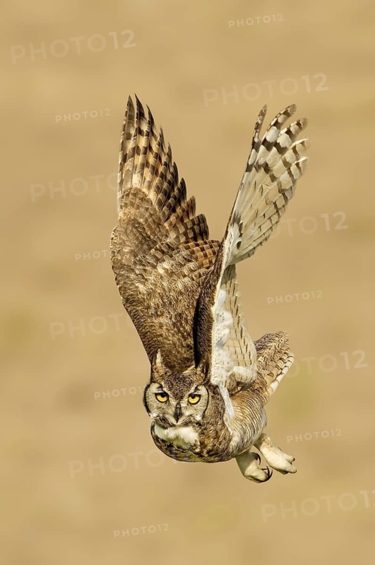 Great Horned Owl (Bubo virginianus) flying, Texas, USA