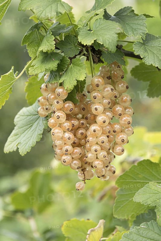 White currant (Ribes rubrum 'Blanka'), Bavarian Fruit Centre, Germany