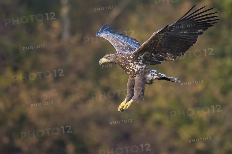 White-tailed Eagle (Haliaeetus albicilla) flying, Kutno, Poland