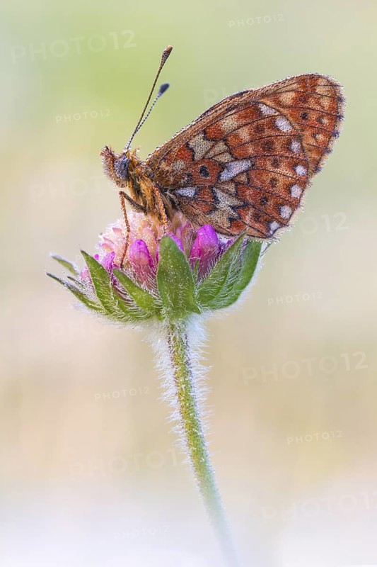 Boloria euphrosyne
