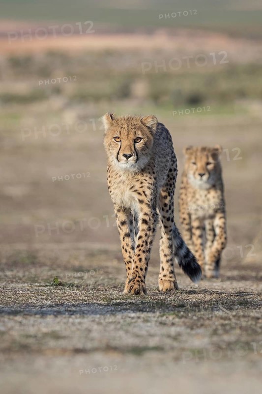 Cheetah (Acinonyx jubatus) two walking one after another, Castile-La Mancha, Spain