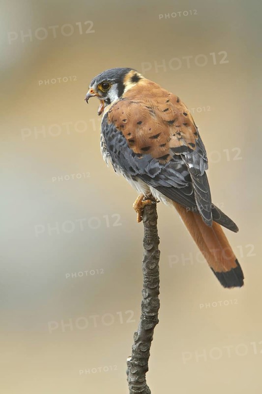 American Kestrel (Falco sparverius), Santa Eulalia Road, Peru