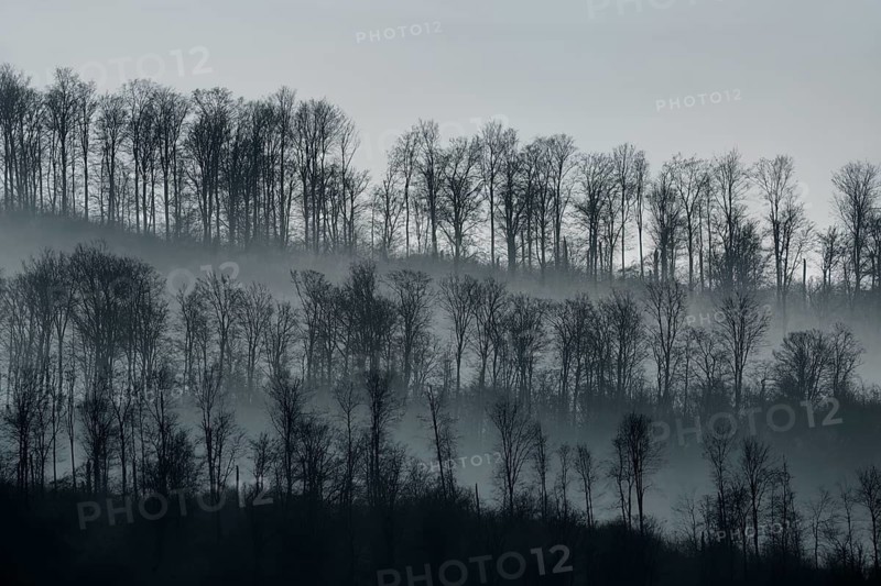 Digitally altered landscape with trees, Wesertal, Weserbergland, Germany